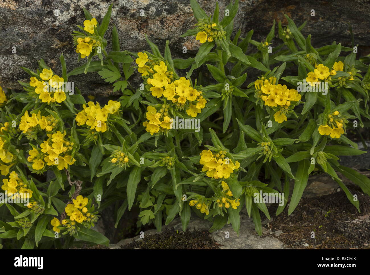 Prophet flower, Arnebia pulchra, in flower. From the Caucasus. Stock Photo