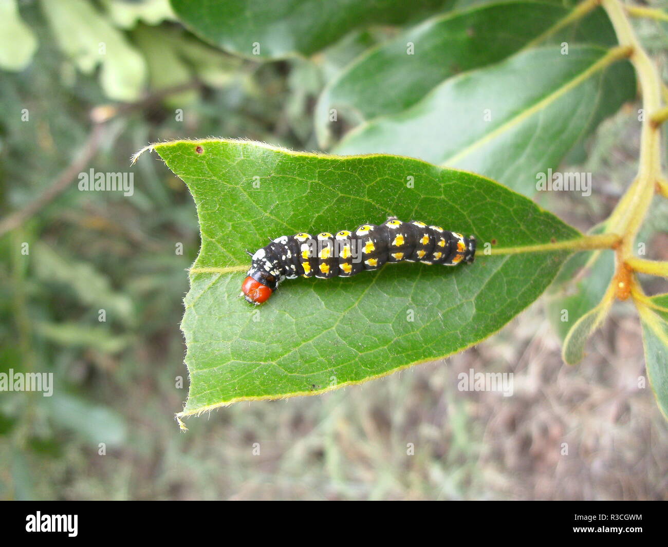 blackyellow caterpillar with red head on leaf in swaziland Stock Photo