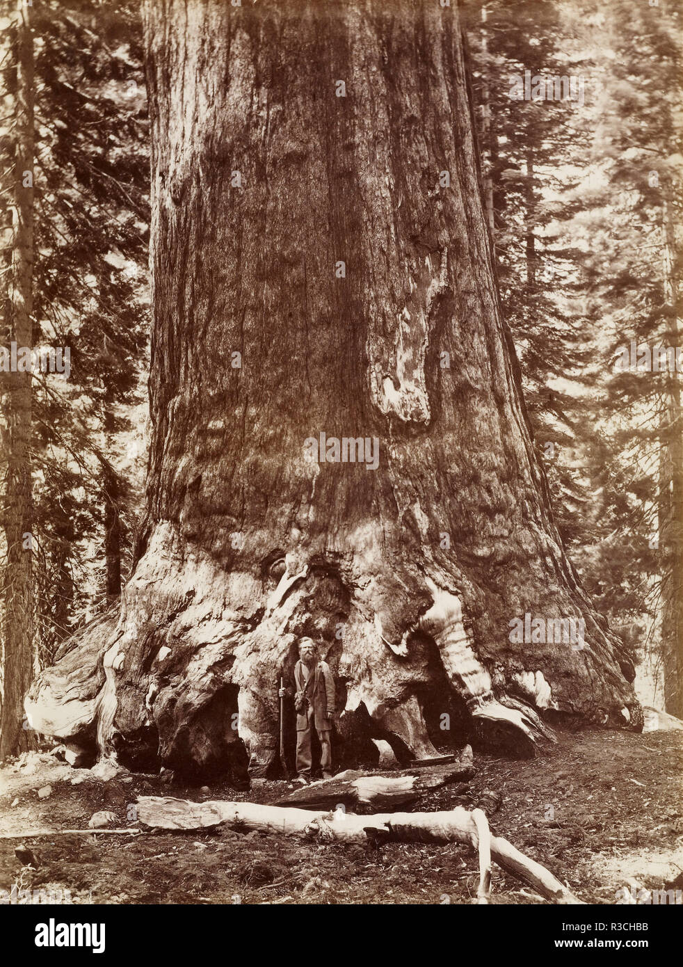 [Grizzly Giant Diameter 33 Ft. Mariposa Grove]. Date/Period: Negative 1865 - 1866?; print 1880 - 1890. Print. Albumen silver. Height: 213 mm (8.38 in); Width: 162 mm (6.37 in). Author: Carleton Watkins. Stock Photo