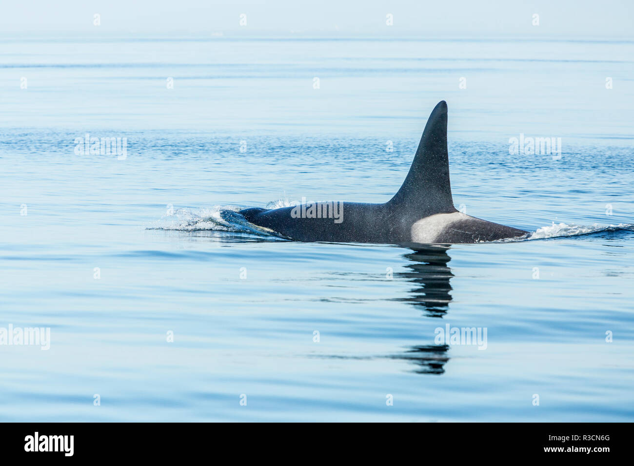 Surfacing Resident Orca Whales (Orcinus orca) at Boundary Pass, border ...