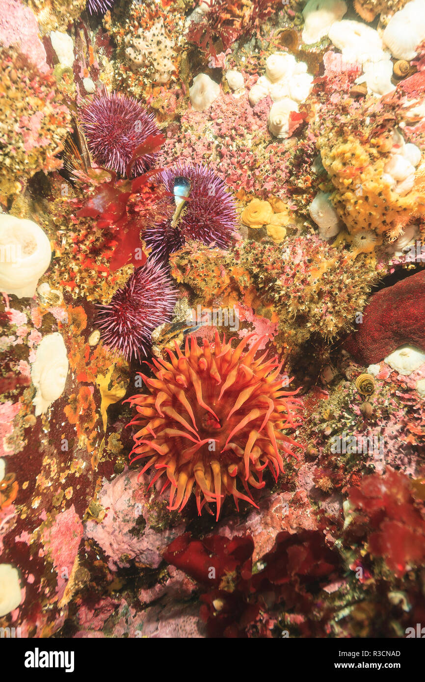 Shallow invertebrate marine life, Browning Passage, Northern Vancouver Island, British Columbia, Canada Stock Photo