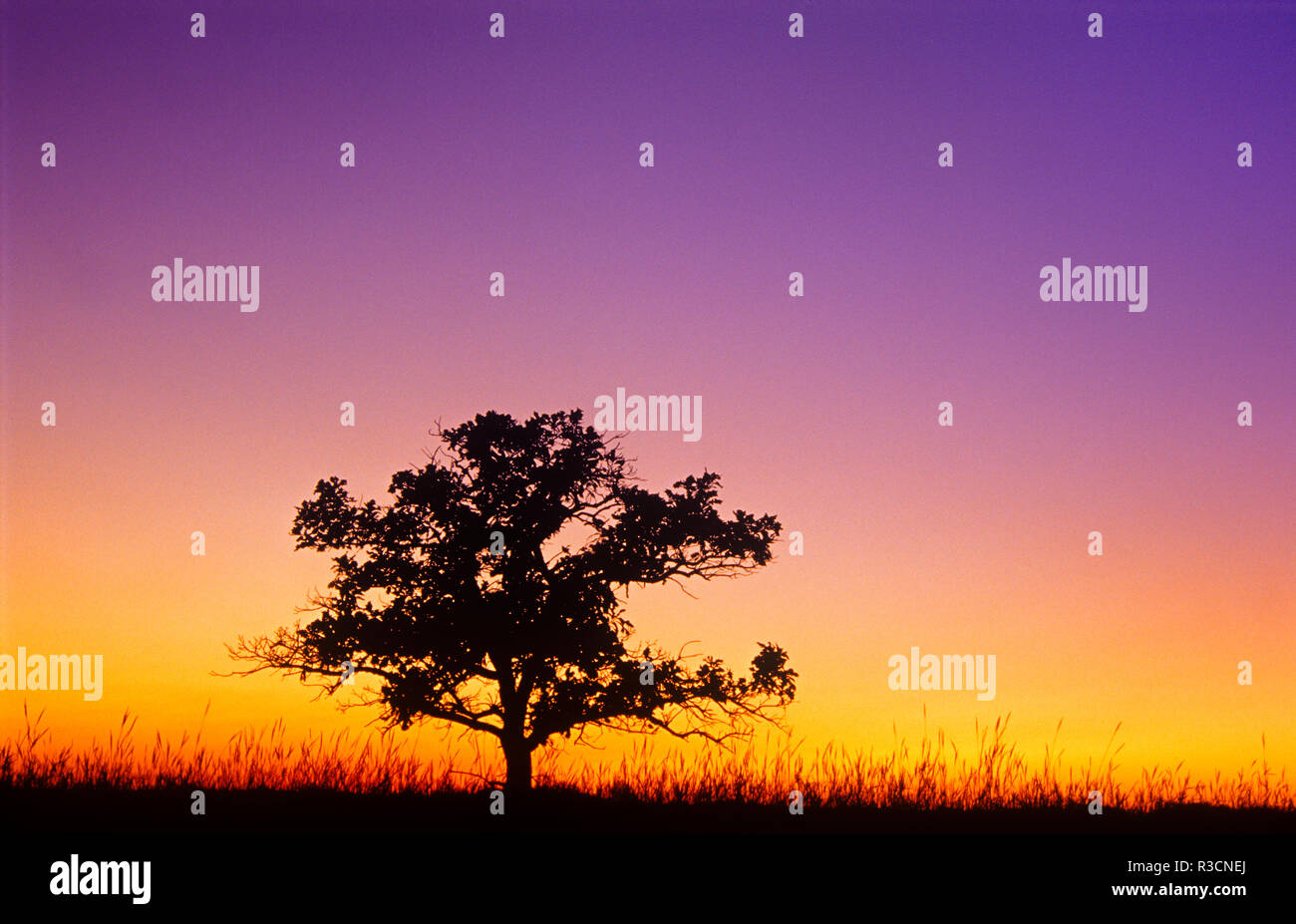 Canada, Manitoba. Bur oak tree in tall grass prairie at dawn. Stock Photo