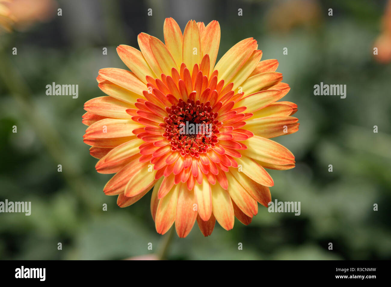 Mix Coloured Gerbera Daisy in the Wild Gardens Stock Photo Alamy