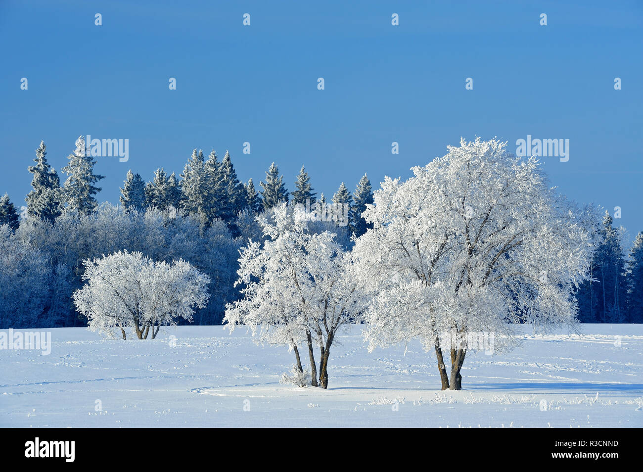 Canada, Manitoba, Birds Hill Provincial Park. Hoarfrost-covered trees ...