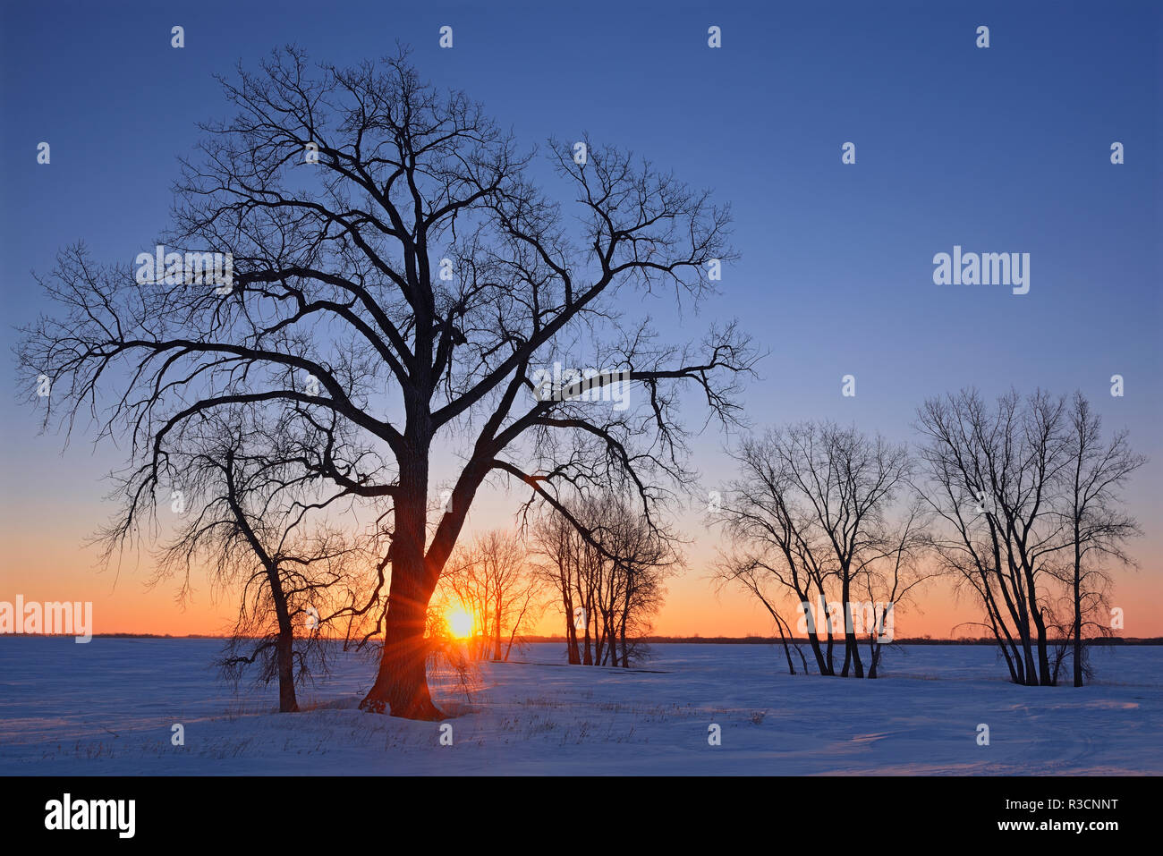 Canada, Manitoba, Grande Pointe. Cottonwood tree at sunrise Stock Photo