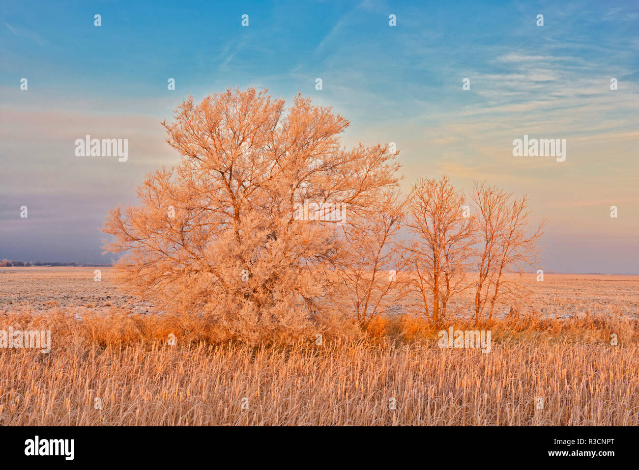 Canada, Manitoba, Lorette. Trees and grassy field in winter. Stock Photo