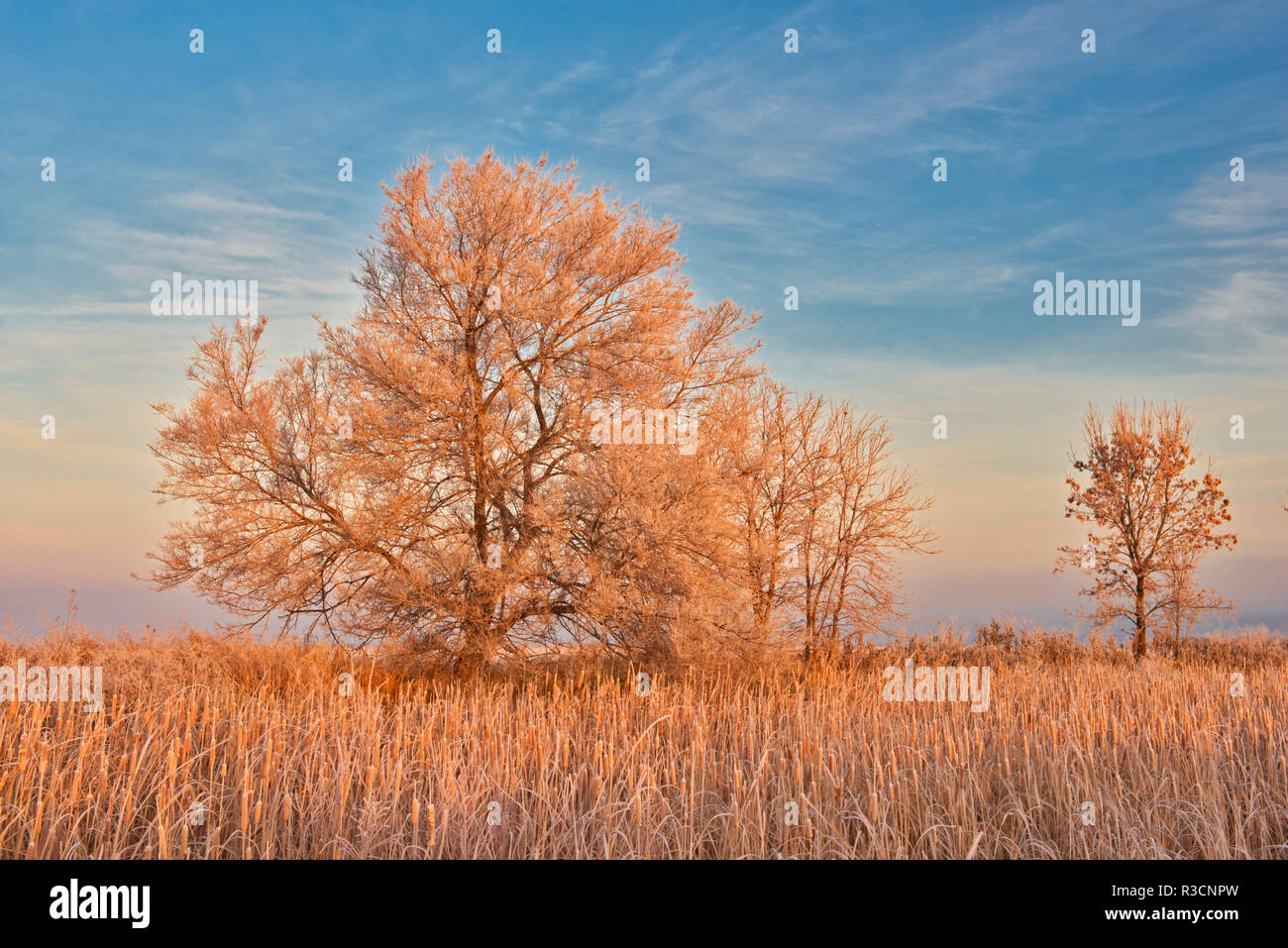 Canada, Manitoba, Lorette. Trees and grassy field in winter. Stock Photo