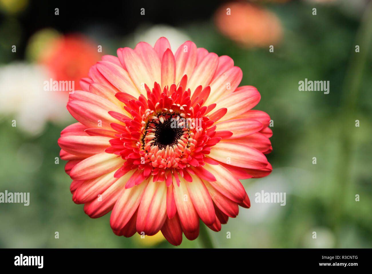 Mix Coloured Gerbera Daisy in the Wild Gardens Stock Photo Alamy