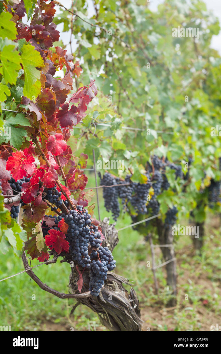 Canada, Ontario, Niagara Escarpment Wine Country, St. Catherines vineyard, autumn Stock Photo
