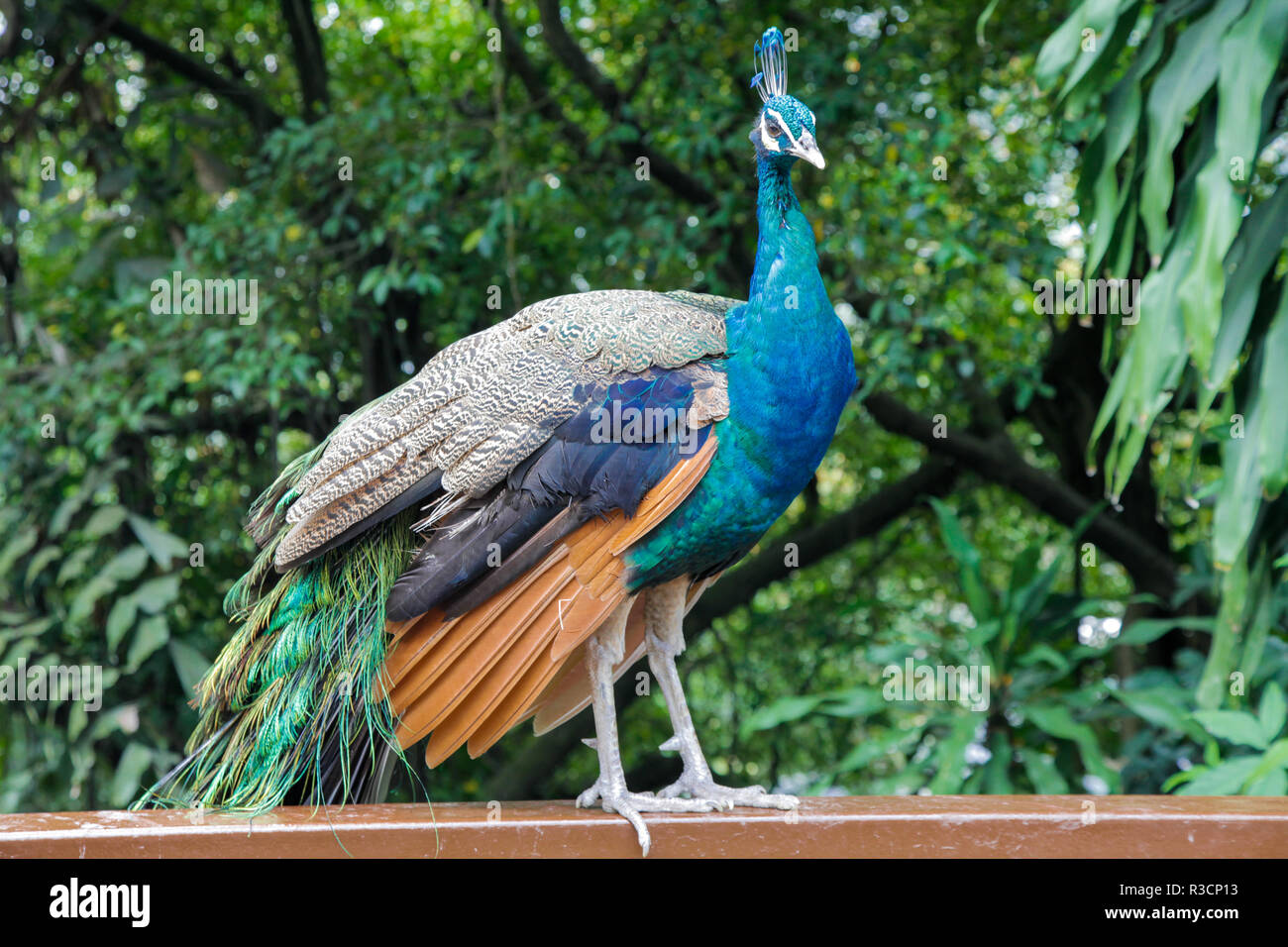 Peacock Standing on a ledge Stock Photo