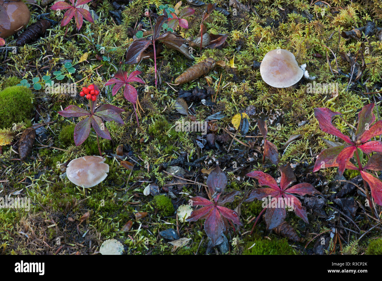 Boreal forest, lichen, moss, mushroom, autumn, Yukon, Canada Stock Photo