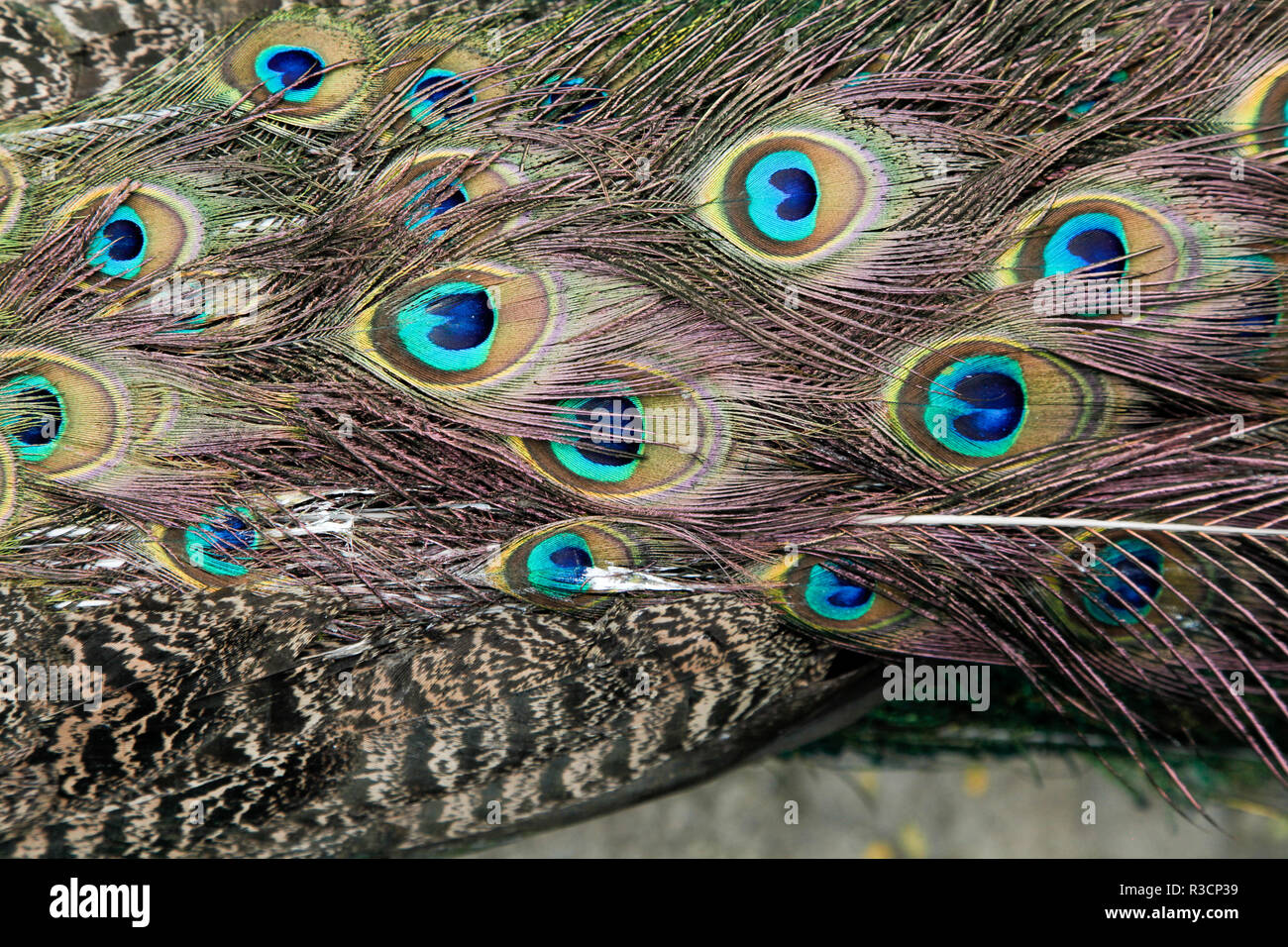 Real peacock feathers Stock Photo Alamy