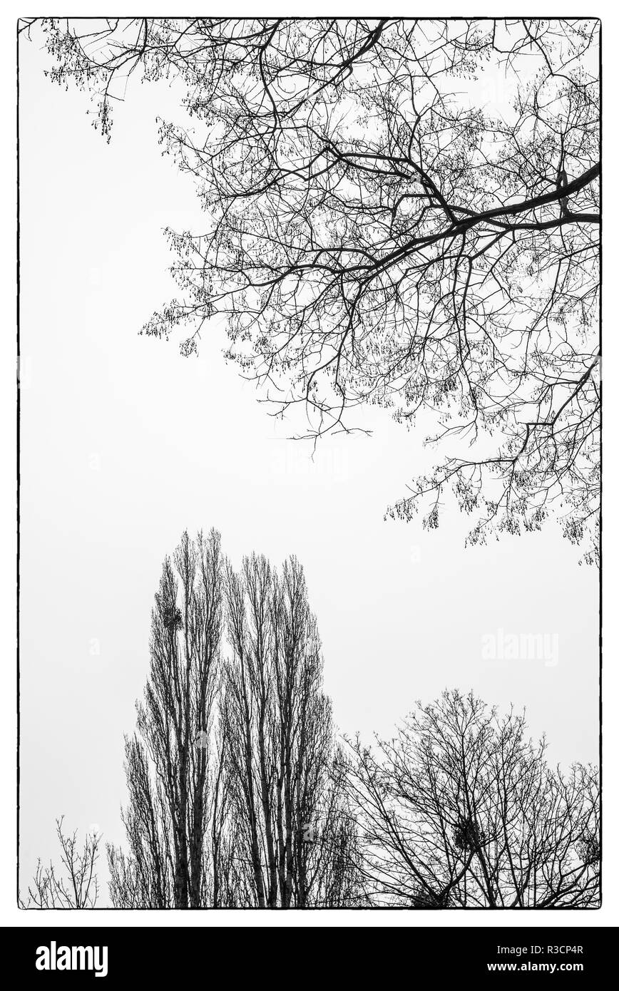 Austria, Vienna, trees in winter by the banks of the Danube River Stock Photo