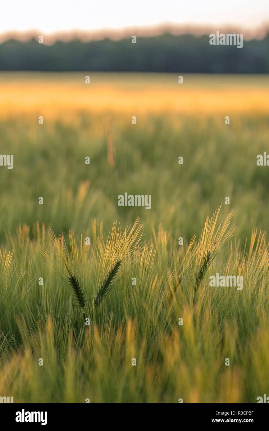 Scenic crop of barley, Vexin Region, Normandy, France Stock Photo - Alamy