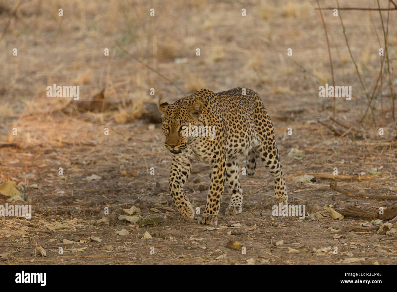 leopard Safari South Luangwa national park Zambia Africa Stock Photo ...