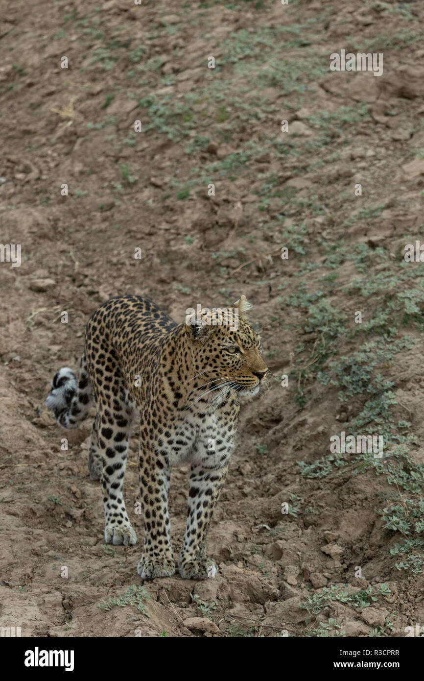 leopard Safari South Luangwa national park Zambia Africa Stock Photo ...