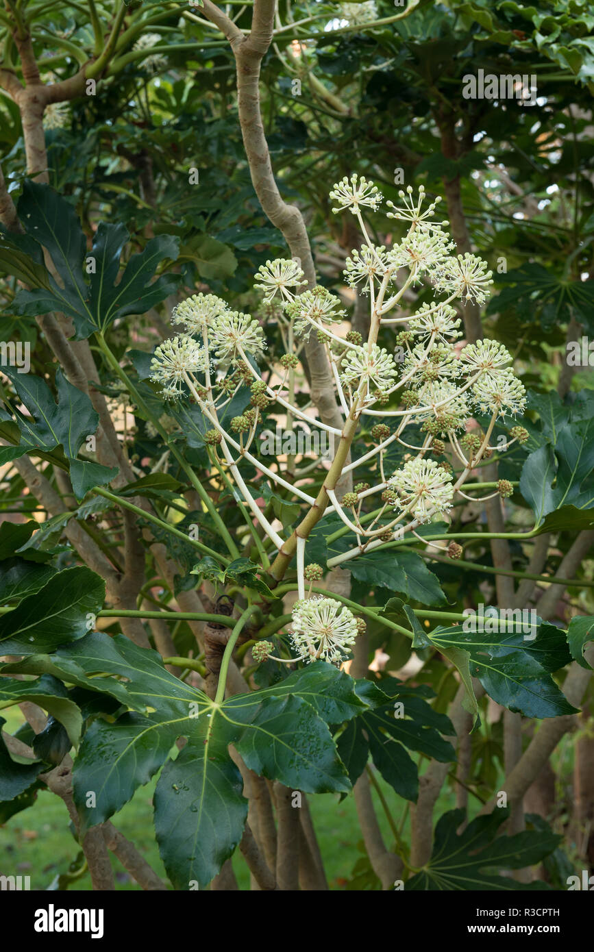 Fatsia Japonica evergreen false caster oil shrub, ivy like flowers in December adding interest to the garden and attracting any pollinating insects Stock Photo