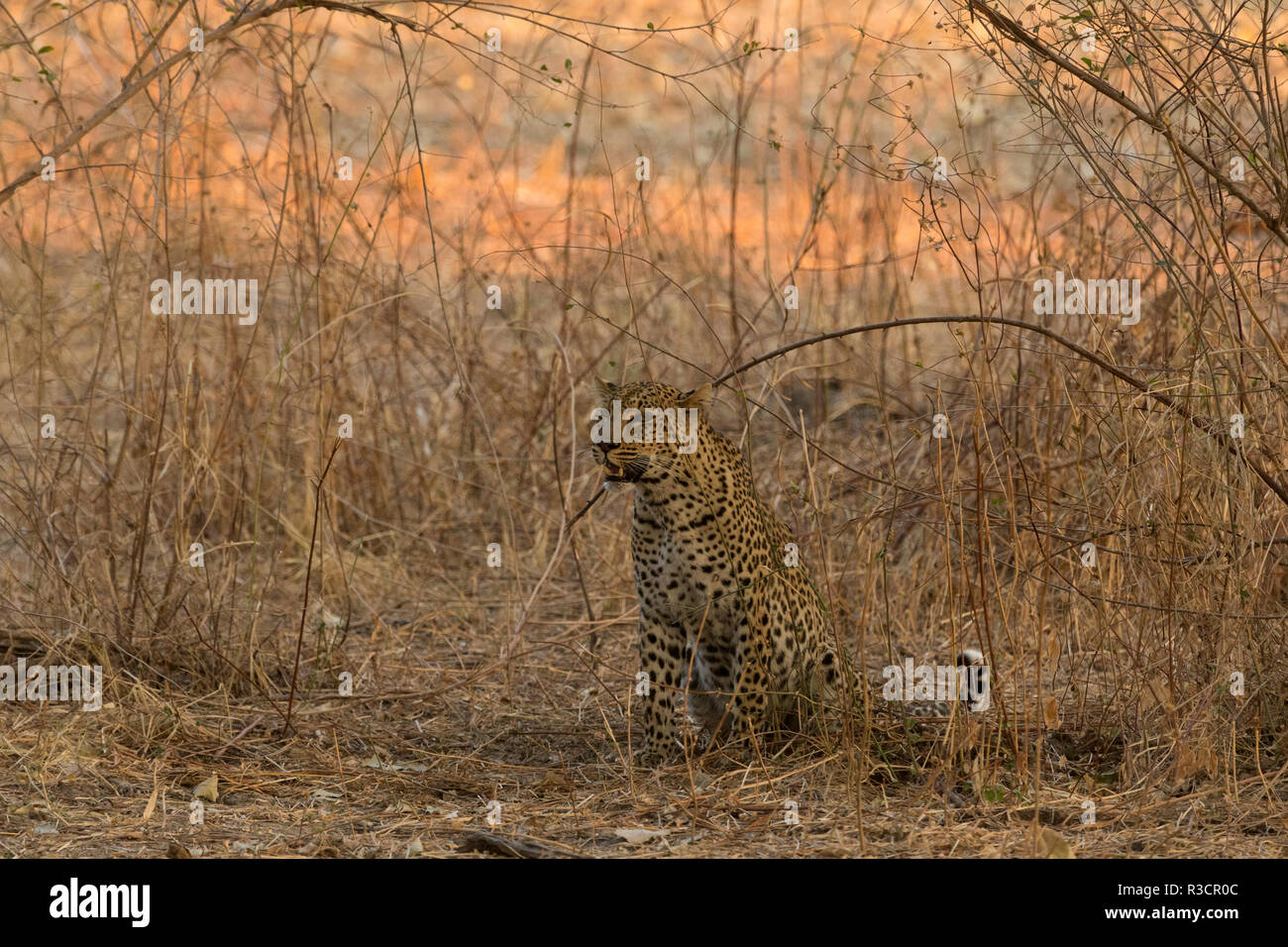 leopard Safari South Luangwa national park Zambia Africa Stock Photo ...