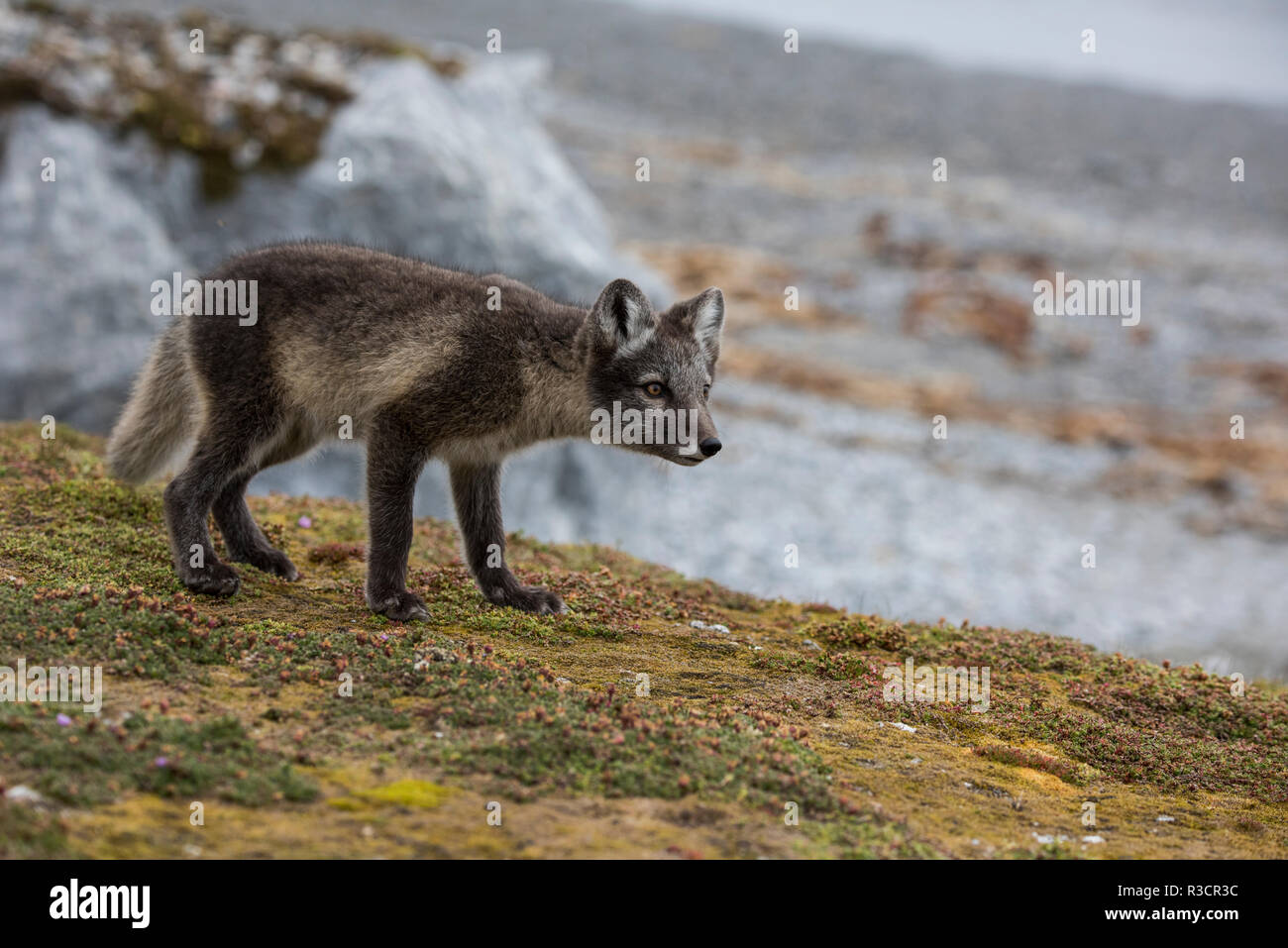 Norway, Svalbard, Spitsbergen. Hornsund, Gnalodden, arctic fox (Vulpes lagapus) with summer coat. Stock Photo