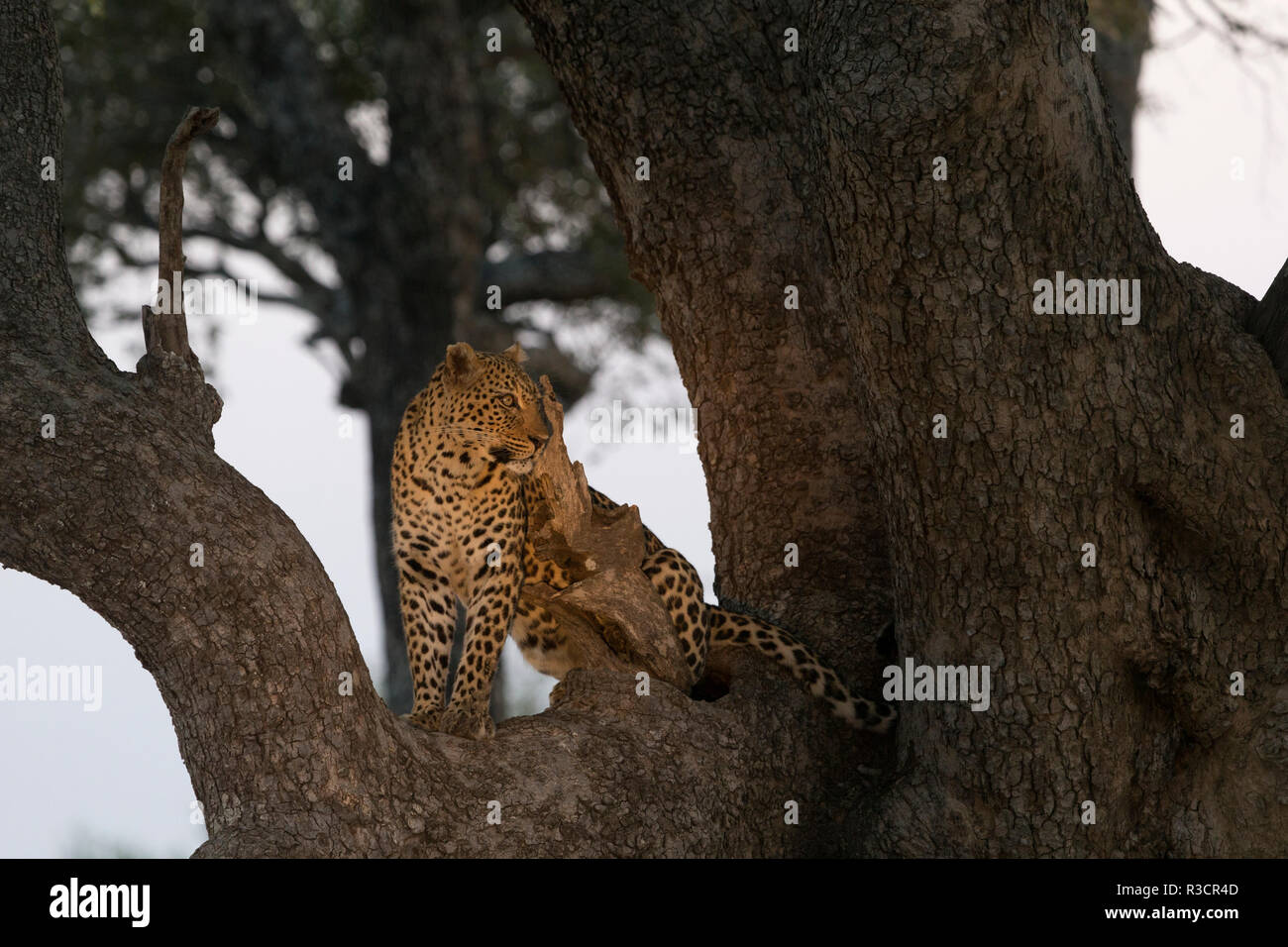 leopard Safari South Luangwa national park Zambia Africa Stock Photo ...