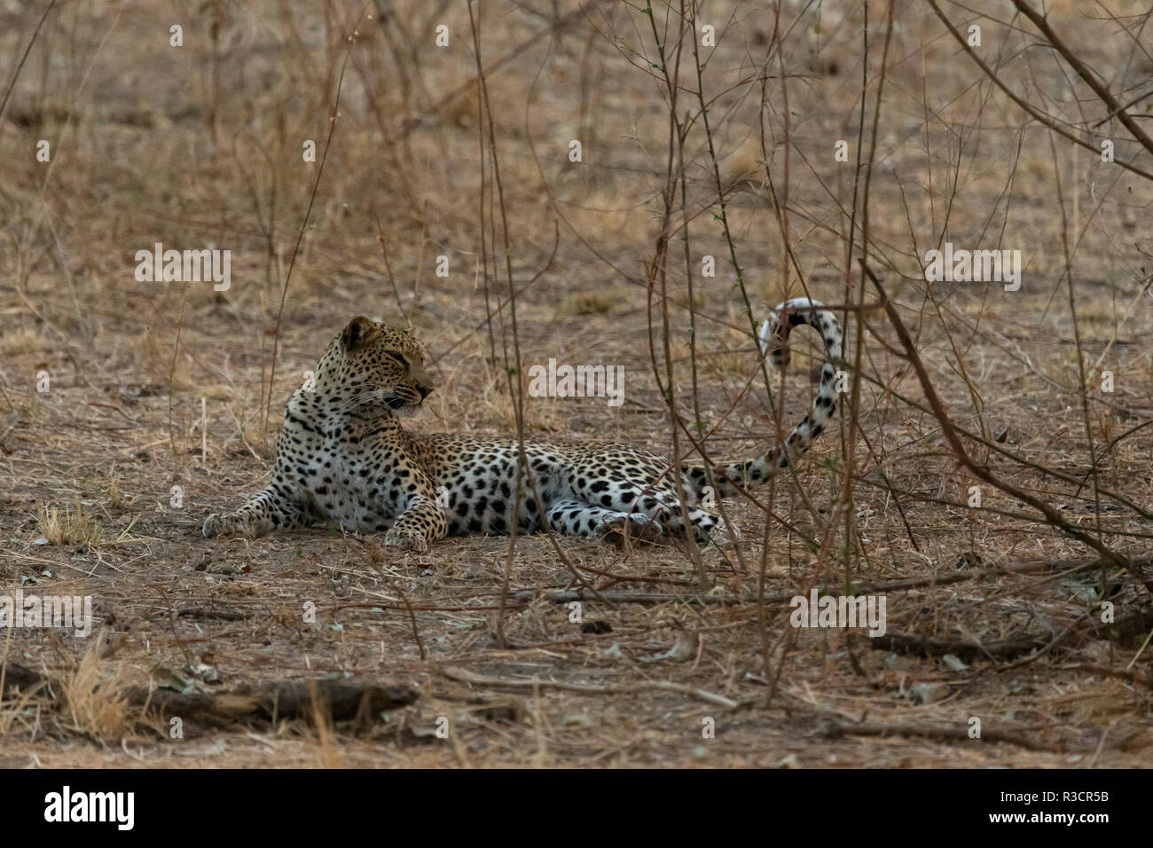 leopard Safari South Luangwa national park Zambia Africa Stock Photo ...