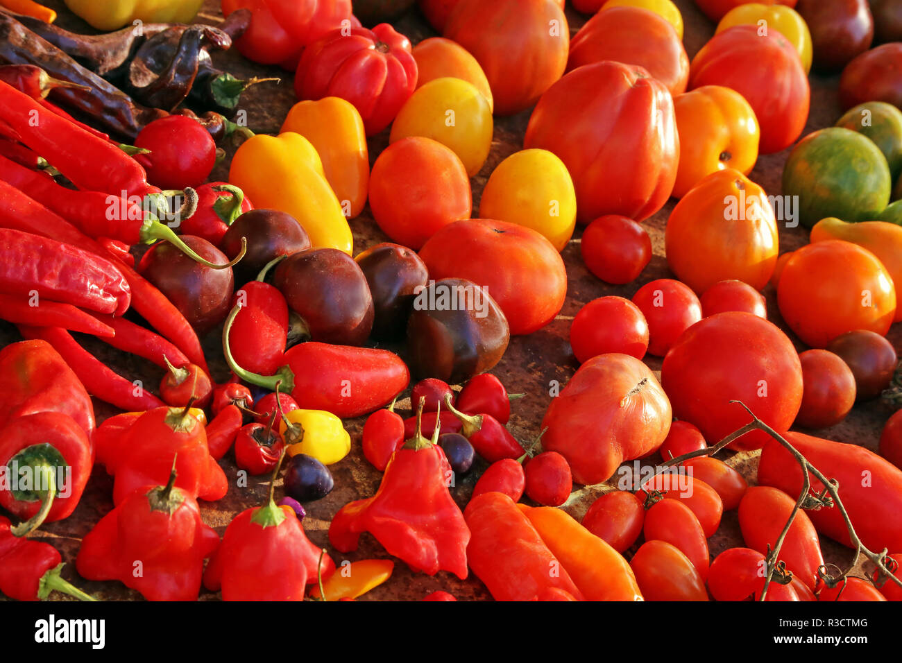 variety of colors and shapes of the tomato Stock Photo