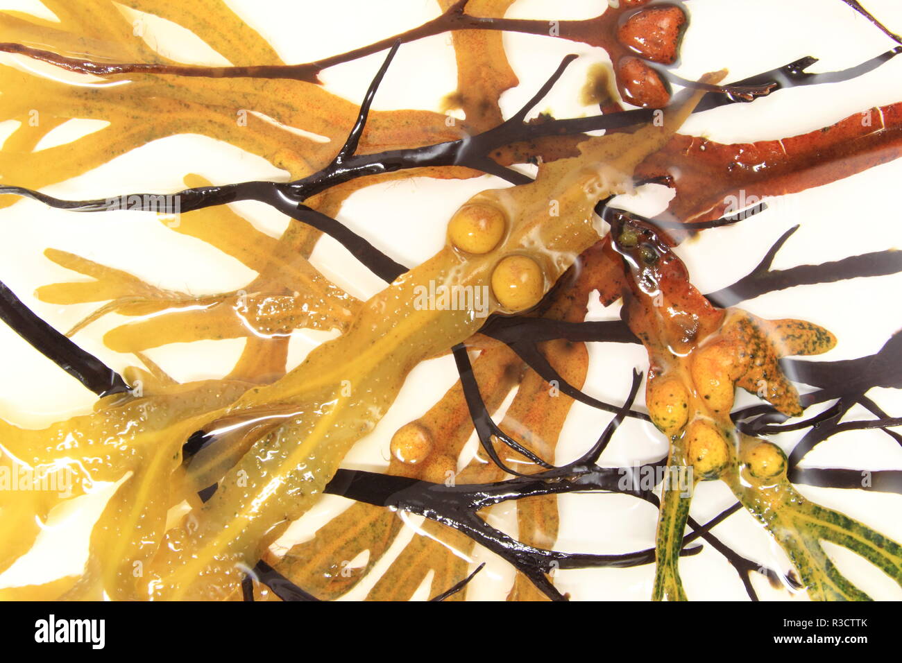 different brown seaweeds and other algae Stock Photo