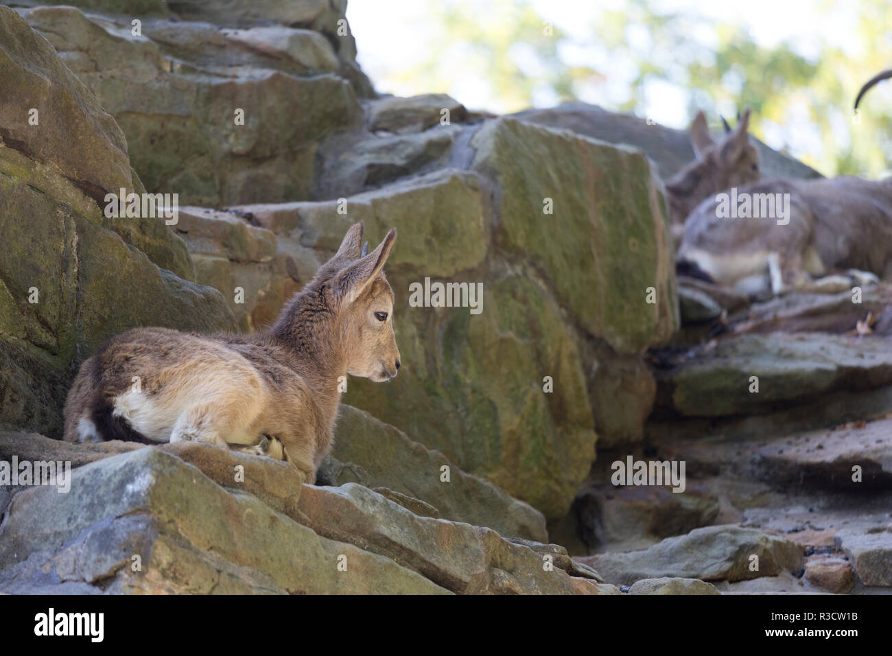kids in the rock Stock Photo - Alamy