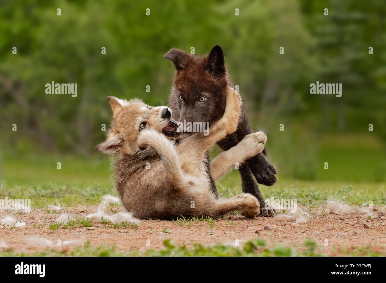 Gray Wolf pups wrestling, Canis lupus lycaon Stock Photo