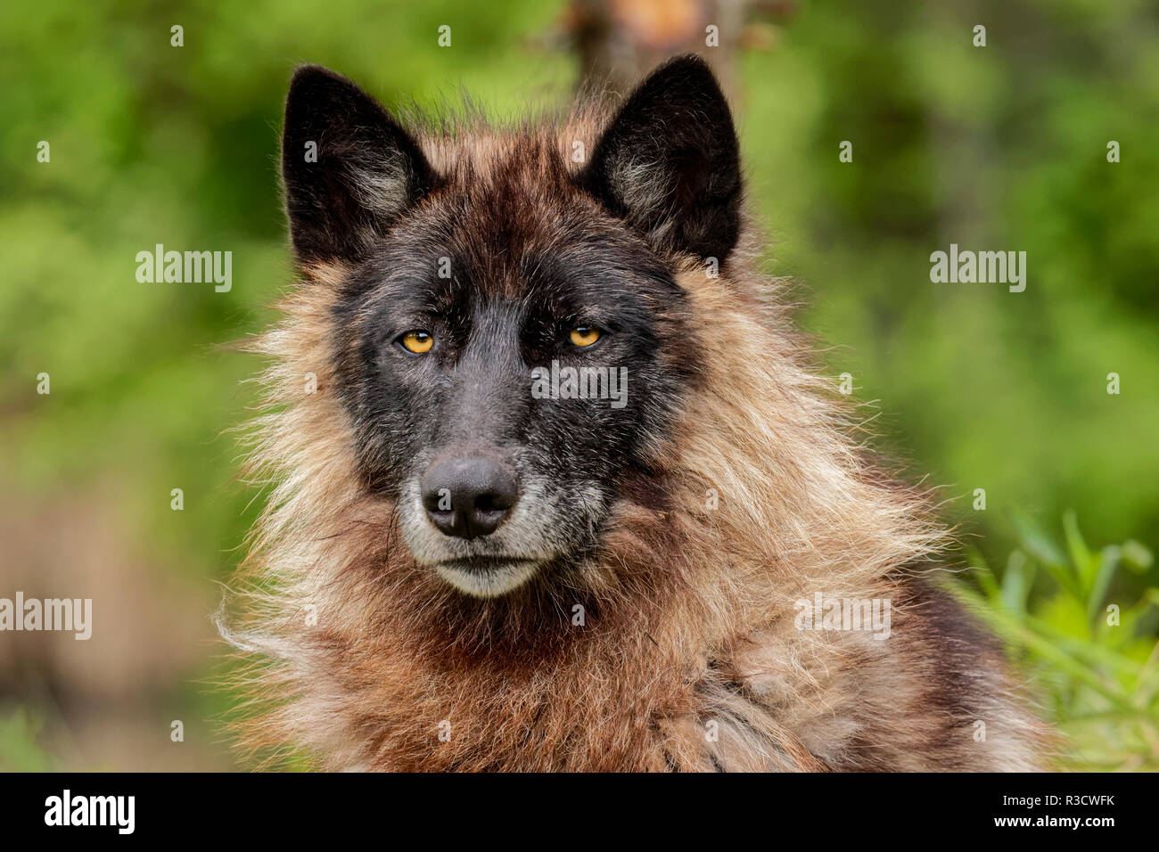 Close-up of adult male gray wolf, Canis lupus lycaon, Minnesota Stock Photo