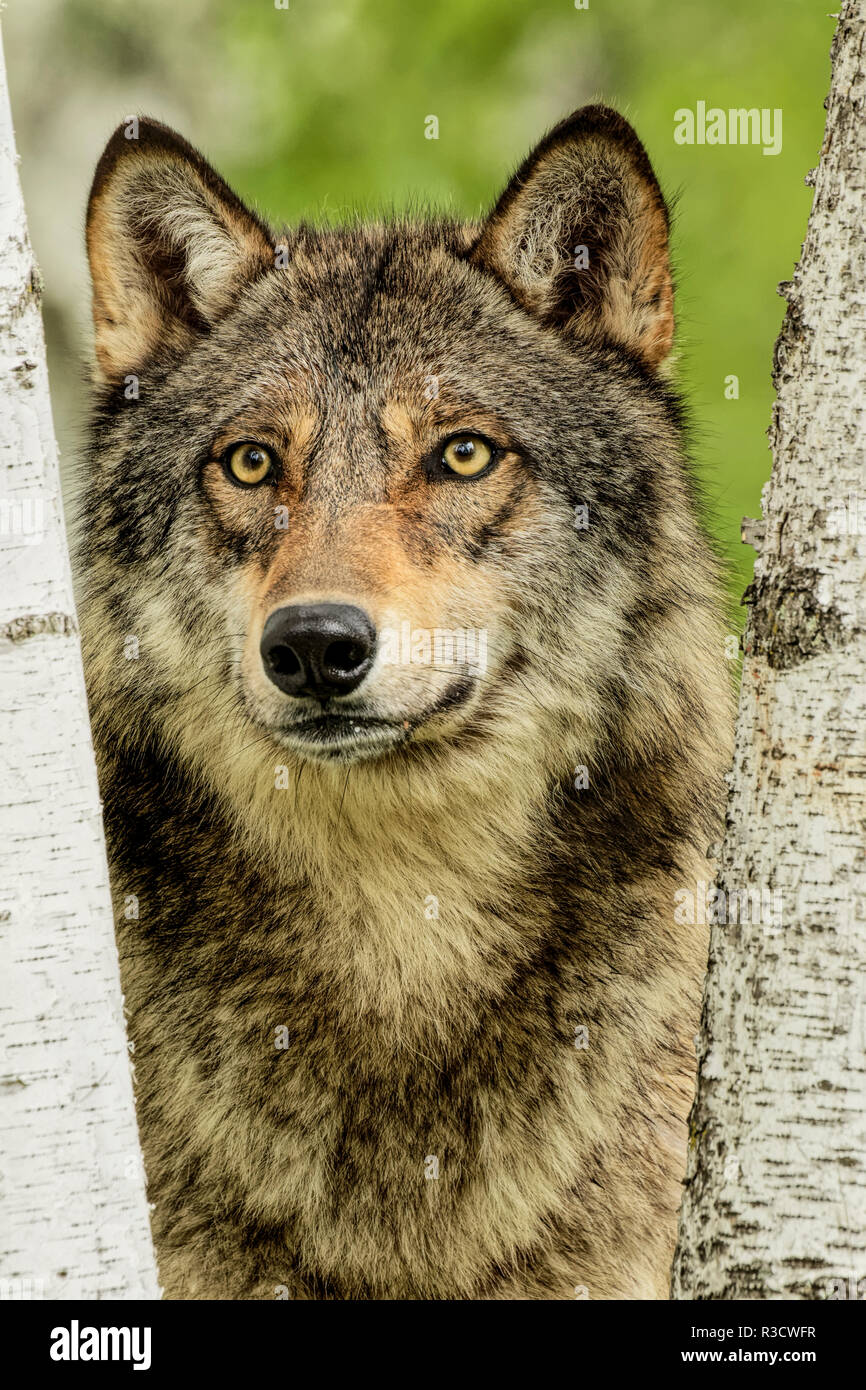 Adult gray wolf peering around birch tree, Canis lupus lycaon Stock Photo