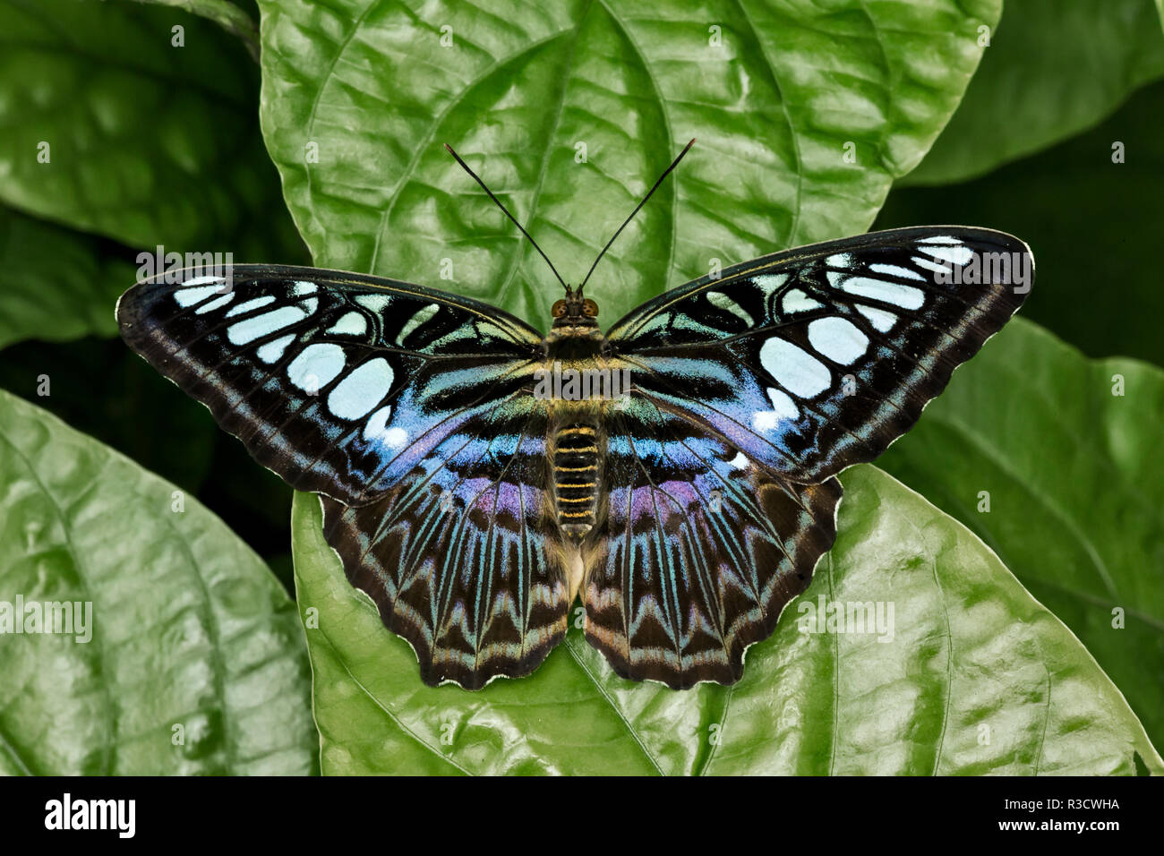 Clipper butterfly, (Blue Form) Parthenos sylvia, Missouri Botanical Gardens, St. Louis, Missouri Stock Photo