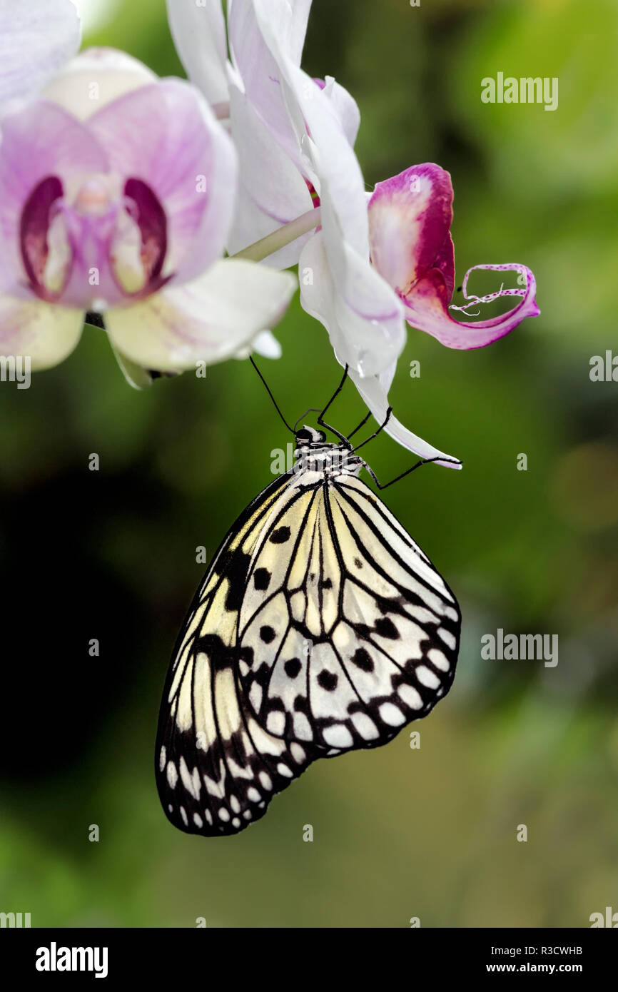 Paper kite butterfly hanging from orchid, Idea leuconoe, Missouri Botanical Gardens, St. Louis, Missouri Stock Photo