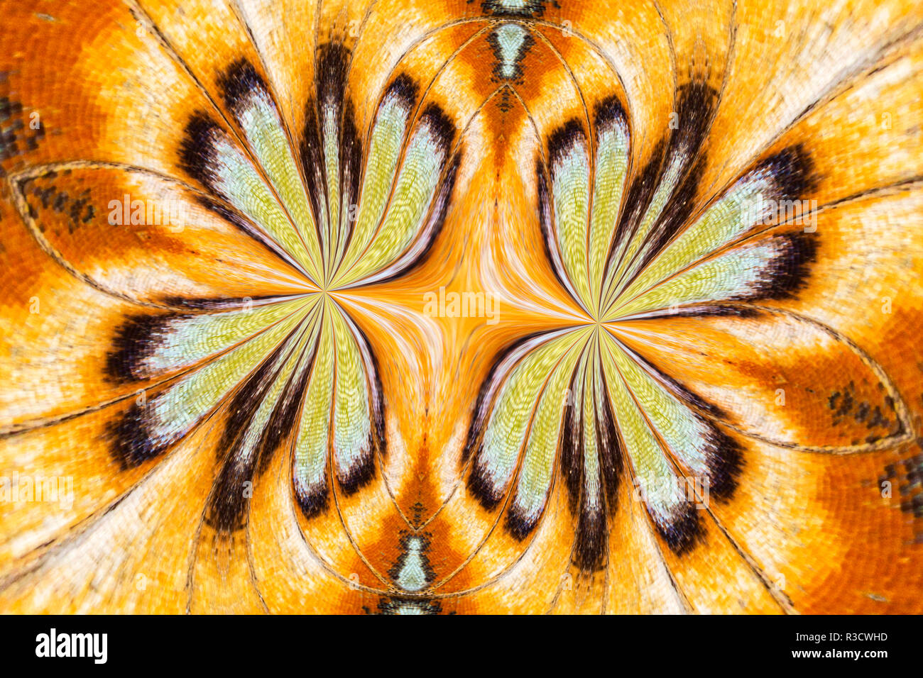 Malachite butterfly flipped and mirrored pattern, Missouri Botanical Gardens, Missouri Stock Photo
