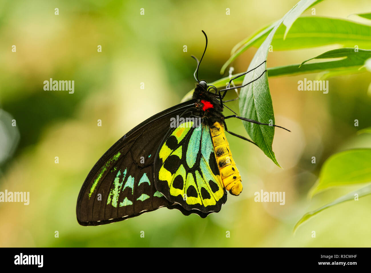 Green Birdwing butterfly, Ornithoptera priamus, Missouri Botanical Gardens, Missouri Stock Photo