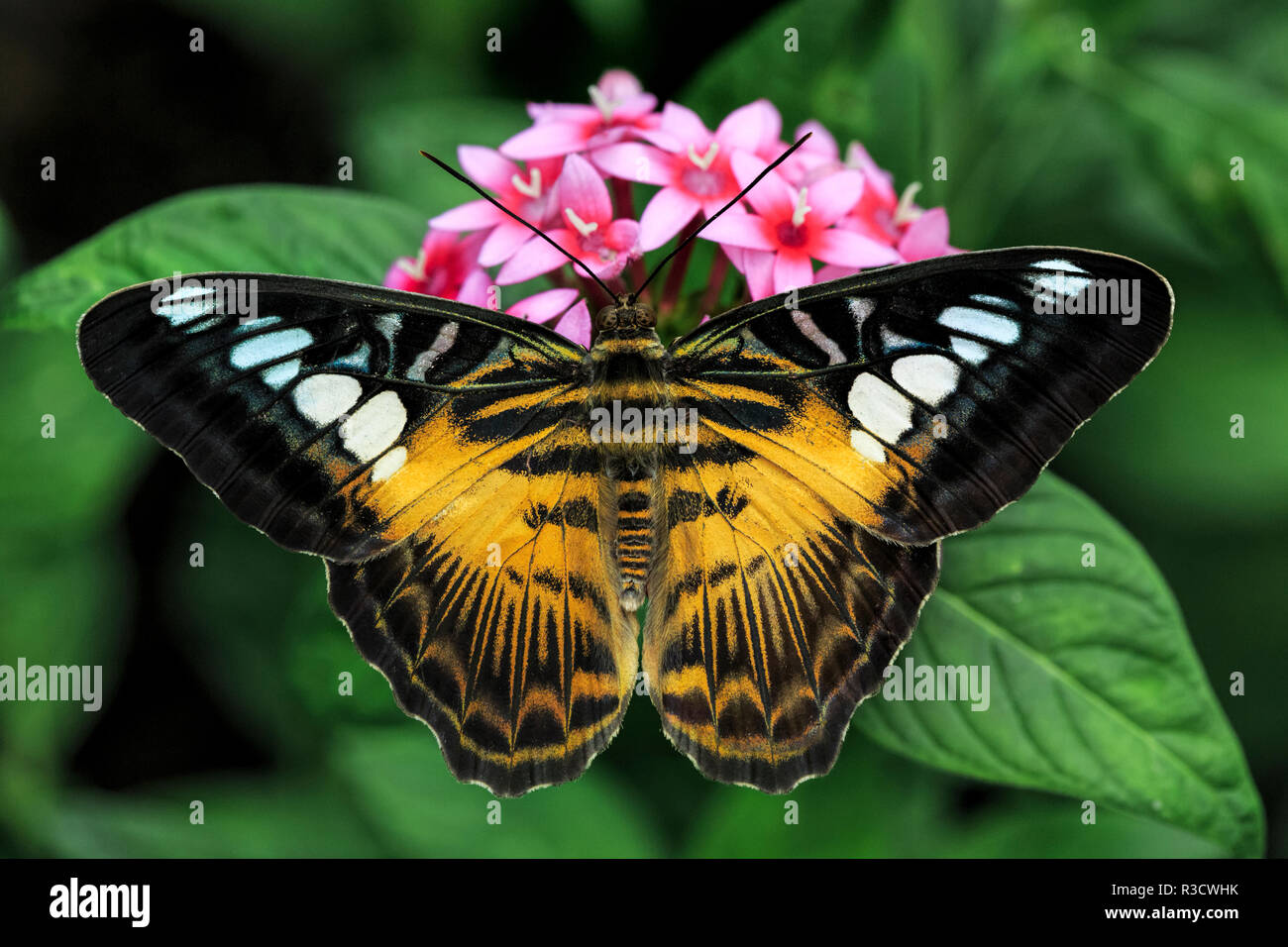 The Clipper butterfly, Parthenos sylvia, native to Philippine islands, Missouri Botanical Gardens, Missouri Stock Photo