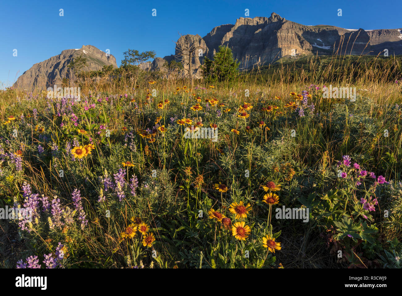 Wildflower meadow in the Many Glacier Valley of Glacier National Park ...
