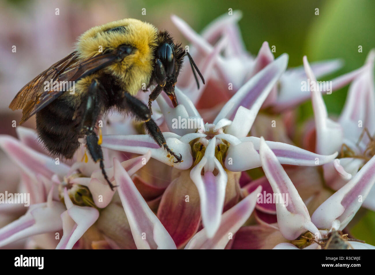 Bumble bee pollinates milkweed flowers at Makoshika State Park in Glendive, Montana, USA Stock Photo