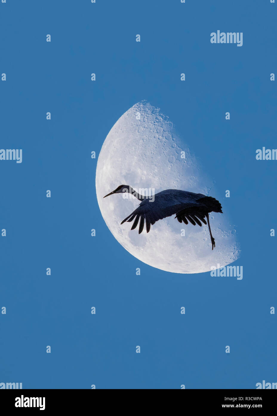 Digital composite Sandhill crane and moon Stock Photo