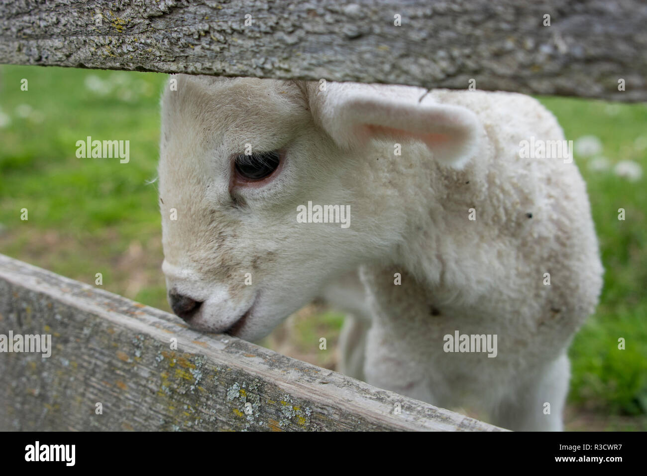 New York. Baby lamb looking through fence. Stock Photo