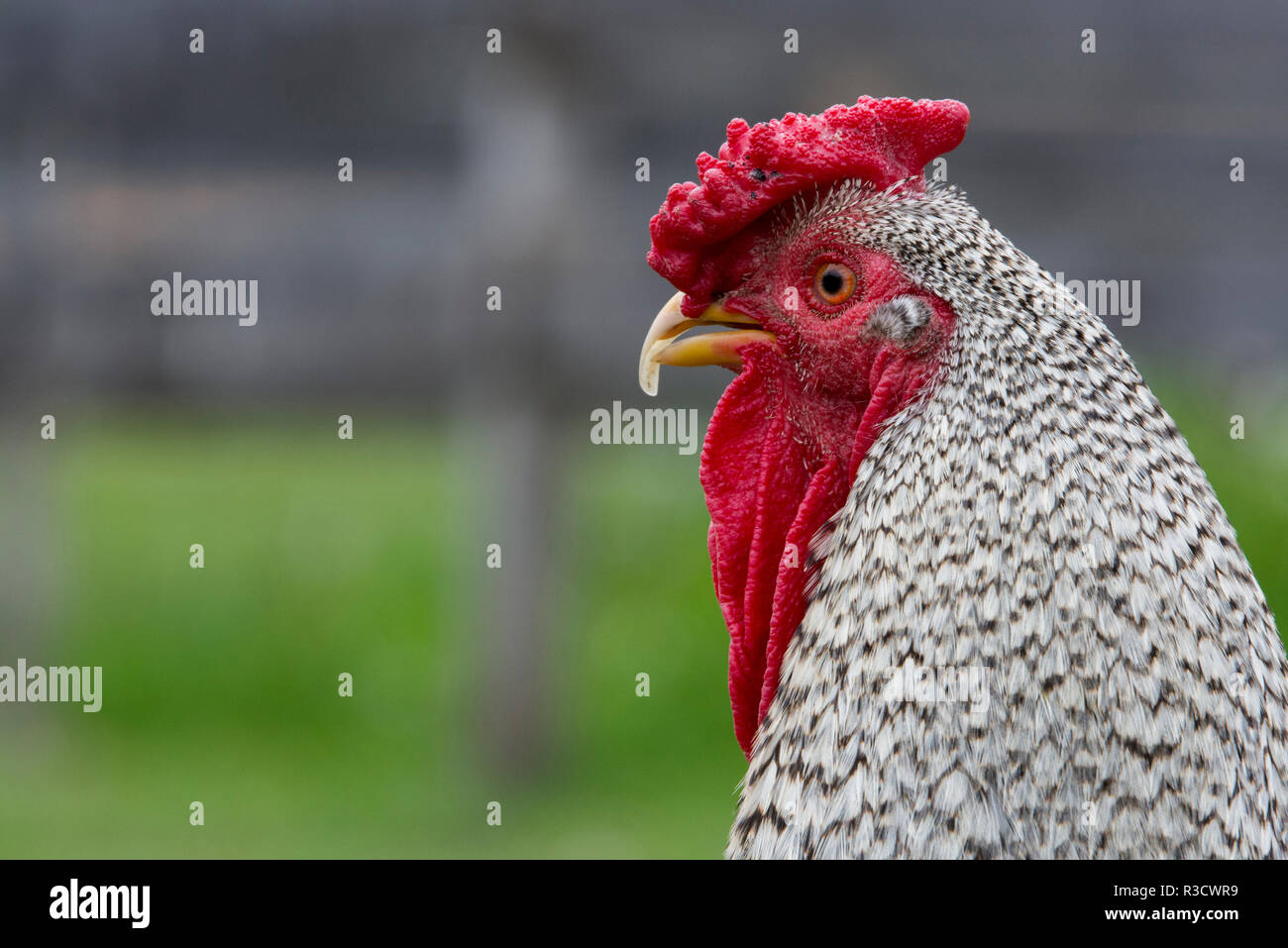 New York. Black and white rooster. Stock Photo
