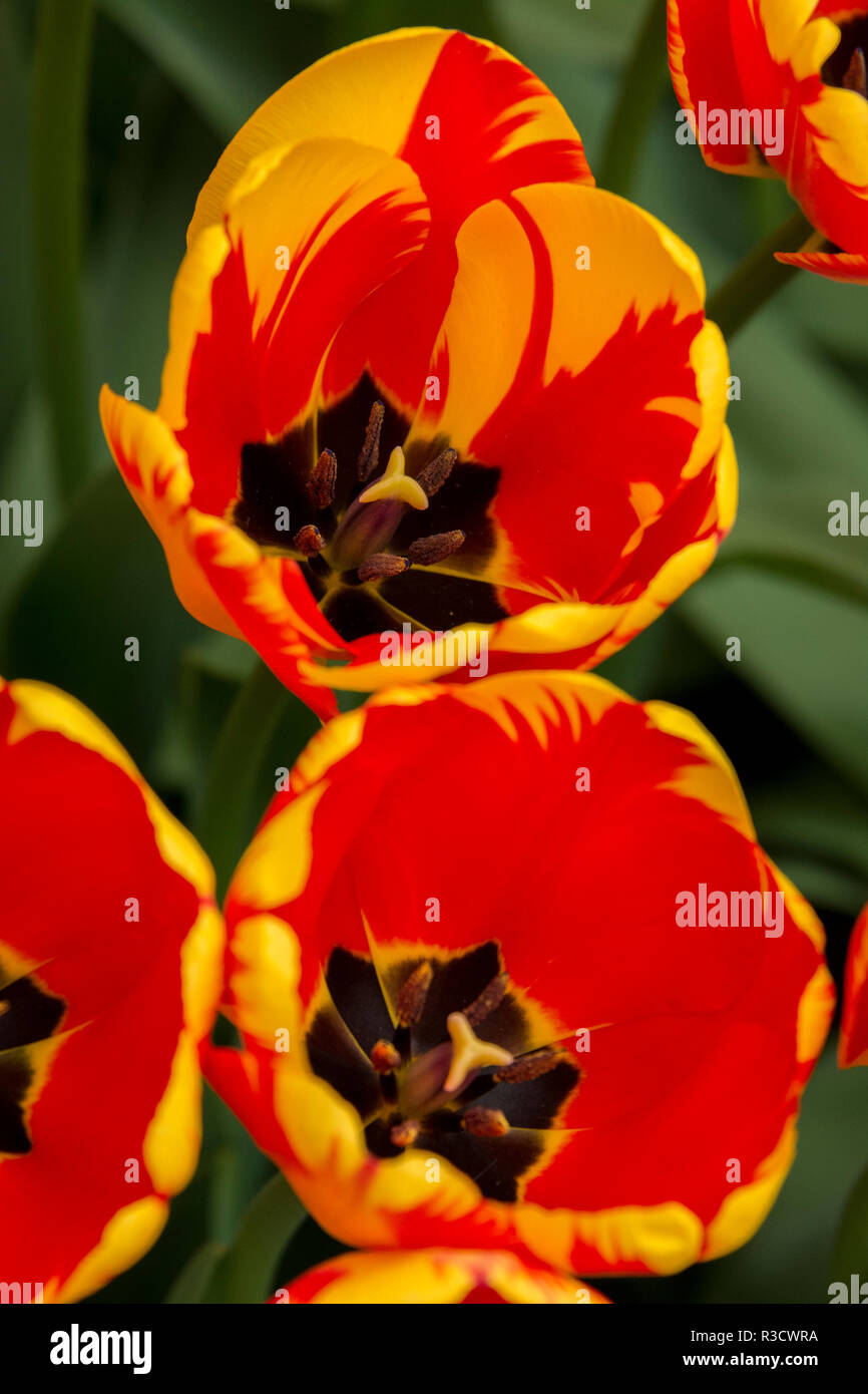 New York. Detail of colorful tulips. Stock Photo