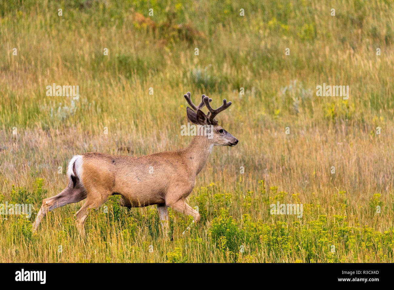 Whitetail deer with velvet antlers in Theodore Roosevelt National Park, North Dakota, USA Stock Photo