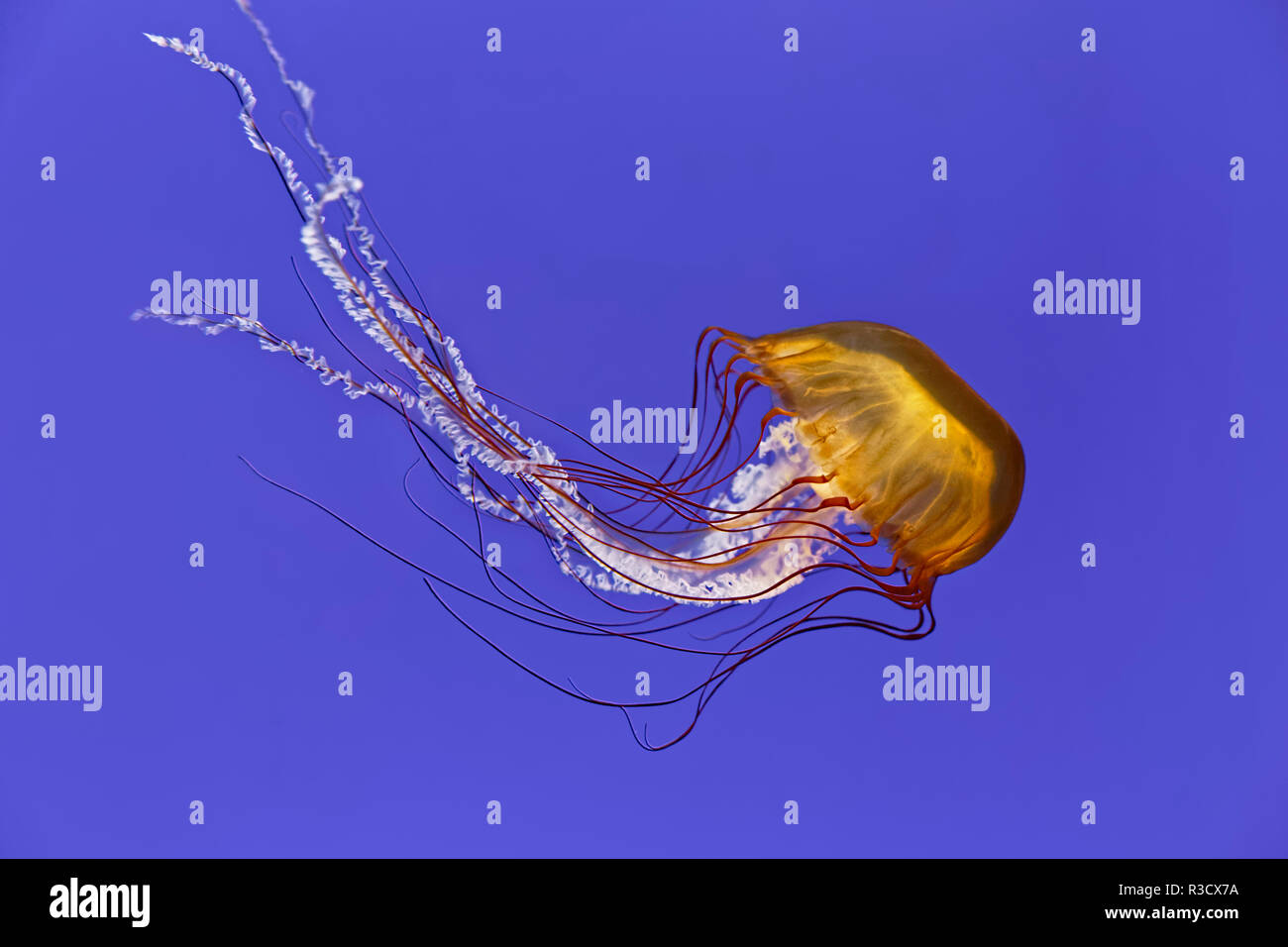 Pacific sea nettle jellyfish, Chrysaora fuscescens, Oregon Coast Aquarium, Newport, Oregon Stock Photo