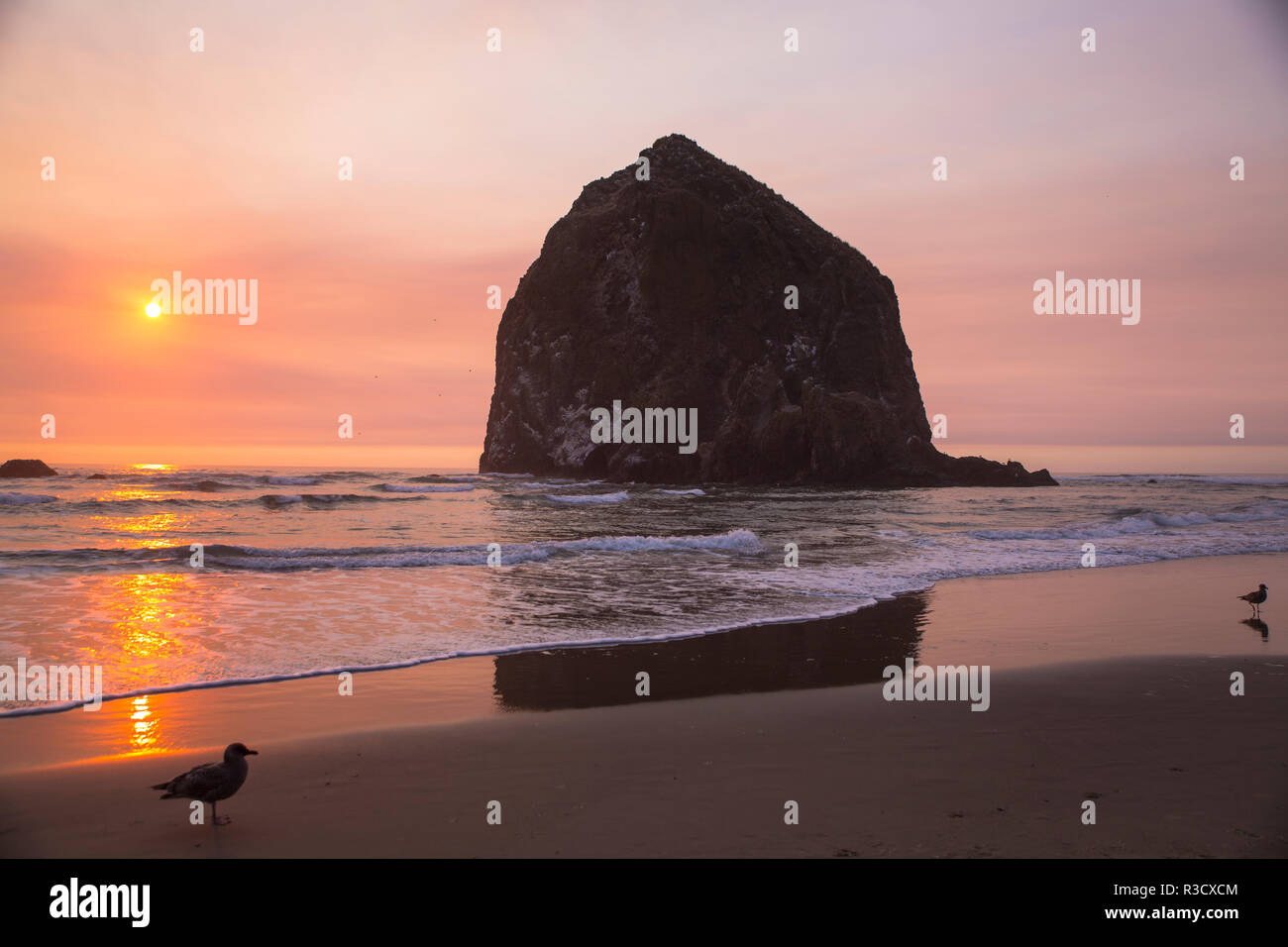 Cannon Beach, Oregon. Two seagulls on the wet beach bask in sunset at