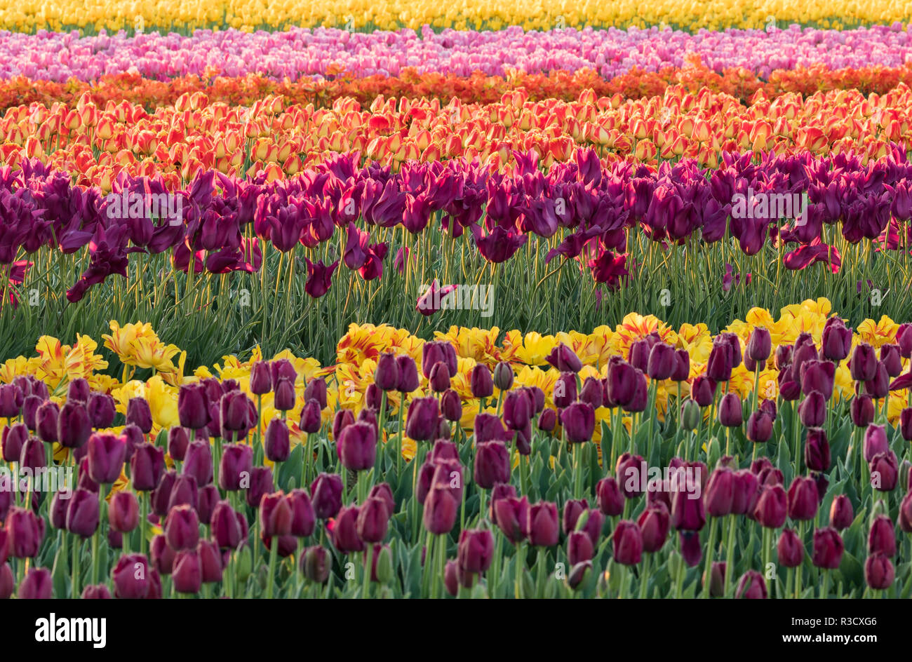 Tulip blooms, Wooden Shoe tulip farm, Woodburn, Oregon Stock Photo - Alamy