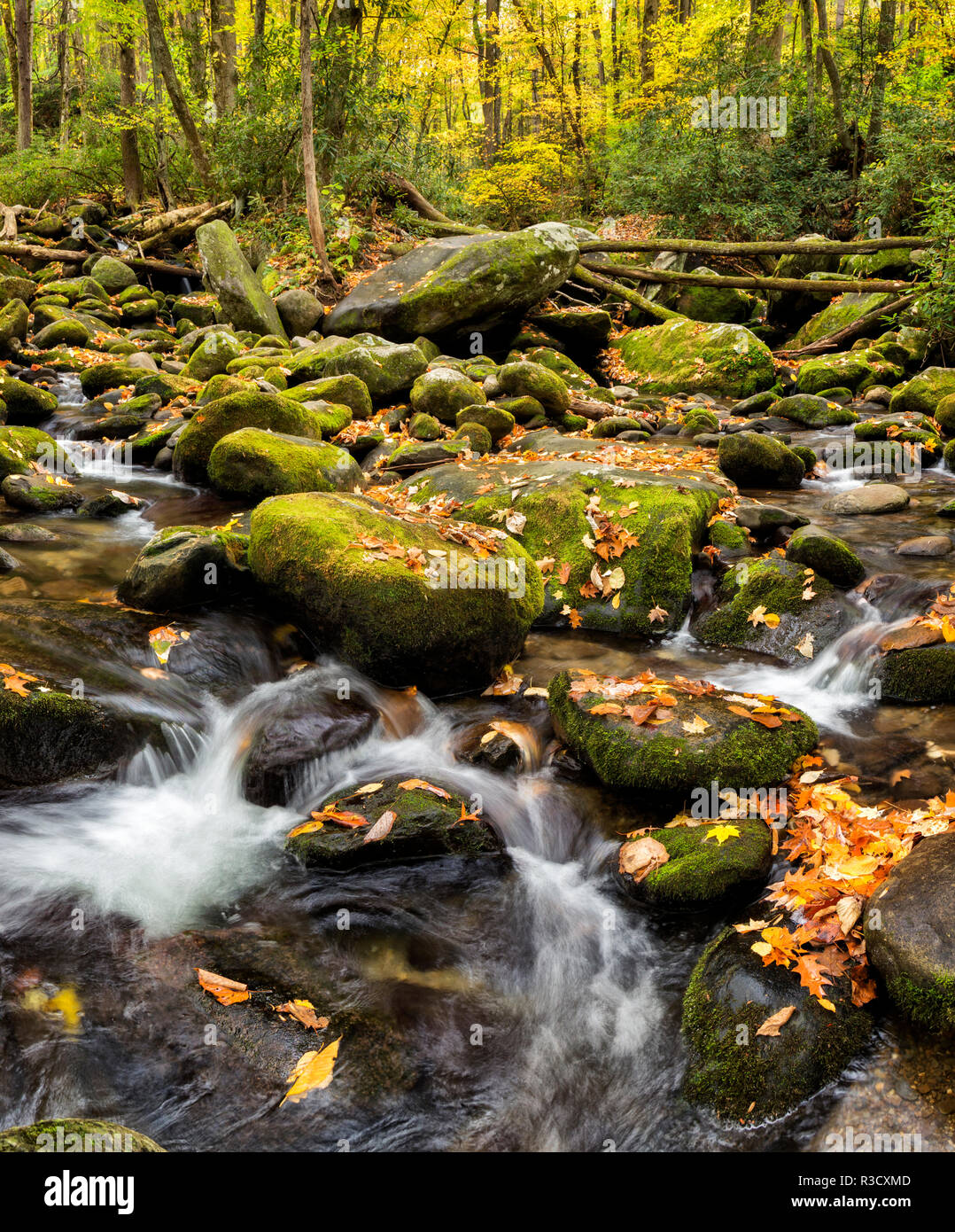USA, Tennessee. Gatlinburg. Great Smoky Mountains National Park, Flowing creek along the Roaring Fork Motor Nature Trail Stock Photo