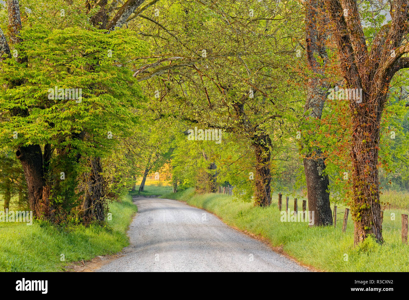 Sparks Lane in the morning, Cades Cove, Great Smoky Mountains National