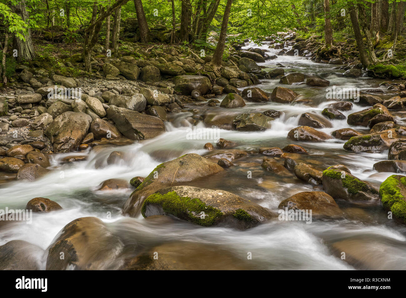Spring view of Little Pigeon River, Greenbrier, Great Smoky Mountains National Park, Tennessee Stock Photo