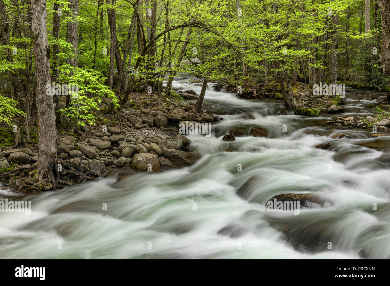 Spring view of Little Pigeon River, Greenbrier, Great Smoky Mountains National Park, Tennessee Stock Photo